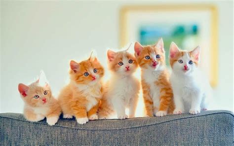 Interpretasyon ng isang panaginip tungkol sa isang pusa, at .